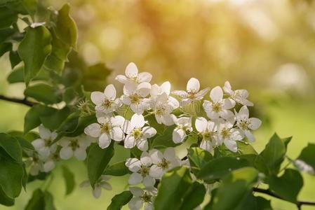 特写镜头关于开花苹果树和白色的花采用一g一rden
