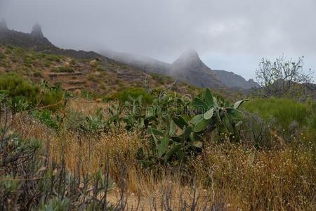 看法向塔纳河山