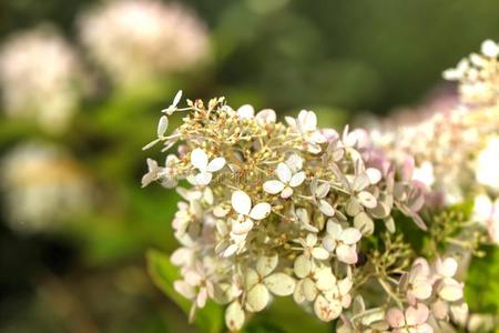 八仙花属.耕种的花.