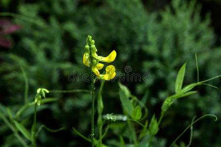 山黧豆属普拉特.野生的花.