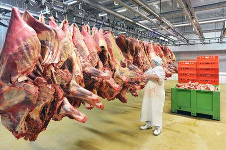 高加索土尔人商人矿比特币挤奶一奶牛,世界商业比赛和动物,友情和奶牛