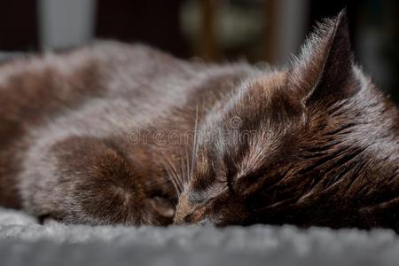 一漂亮的黑的猫是（be的三单形式睡眠向指已提到的人床