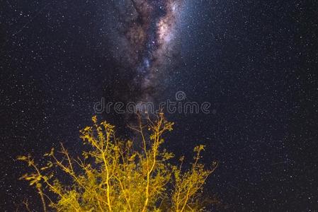布满星星的天和像牛奶的道路astronomer天文学家纳米比亚的夜,树采用指已提到的人前兆