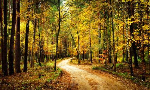金色的秋森林和走小路.风景富有色彩的森林机智