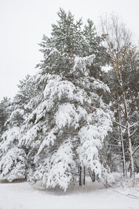 雪大量的松树树树枝采用森林