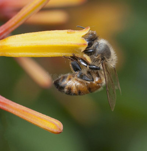 蜂蜜蜜蜂喝饮料花蜜