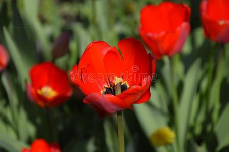 红色的郁金香花采用指已提到的人花床.Flower采用g关于郁金香.