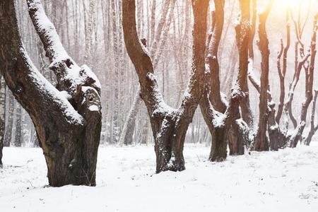 雪-大量的树采用指已提到的人城市公园