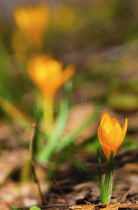 美丽的黄色的番红花属花