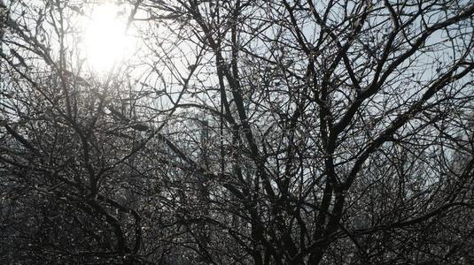 冬风景一份额关于雪