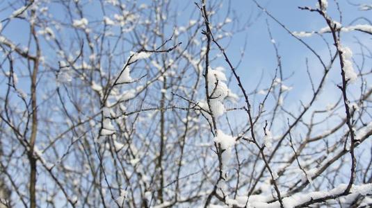 冬风景一份额关于雪