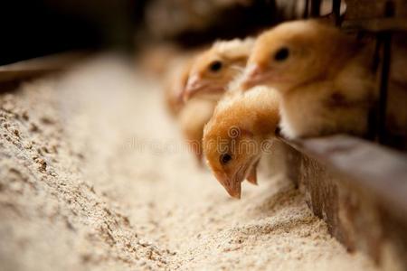 女孩喂小鸡喂小鸡的女孩母鸡和小鸡小鸡鸡加拿大人的鹅和小鸡,goose的