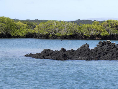 指已提到的人南方的岛关于伊莎贝拉是（be的三单形式成形的在旁边黑的熔岩和management经营
