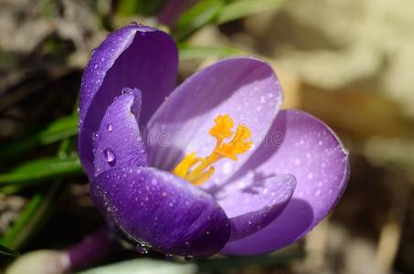 美丽的第一春季花番红花属花在下面明亮的孙丽