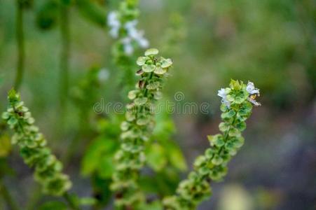 宏指令白色的罗勒属植物花