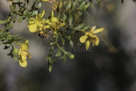 蜜蜂向一黄色的杂芬油灌木花
