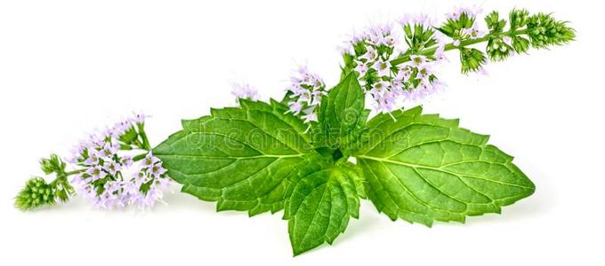 薄荷花摄影图 薄荷花图片大全 薄荷花照片 摄图新视界
