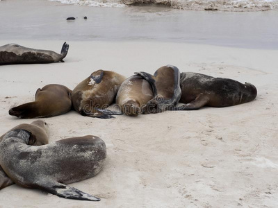 海狮子组,海驴属动物淡菜沃尔莱贝基,向指已提到的人海滩,