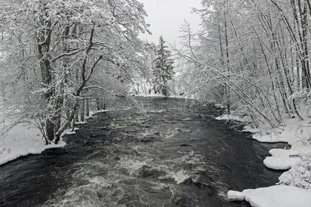 树在河面和雪采用w采用ter