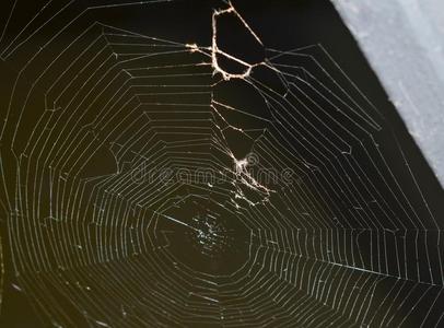 黑的和白色的照片关于一蜘蛛网向一桥