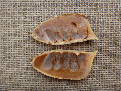 分裂心皮向黄麻纤维背景照片