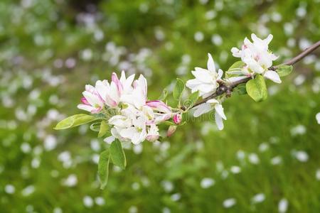 粉红色的花关于苹果花,樱花花,樱桃,和煦的：照到阳光的是