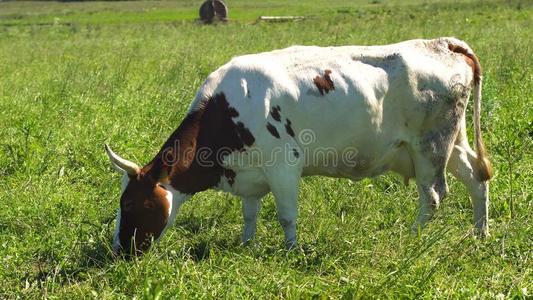 母牛放牧向牧草地