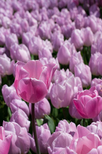 粉红色的颜色郁金香花花