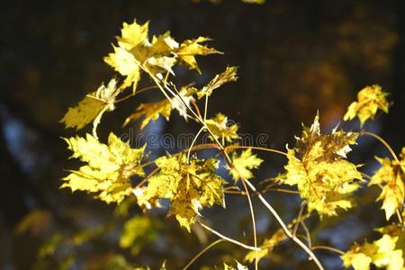 黄色的有色的枫树树叶