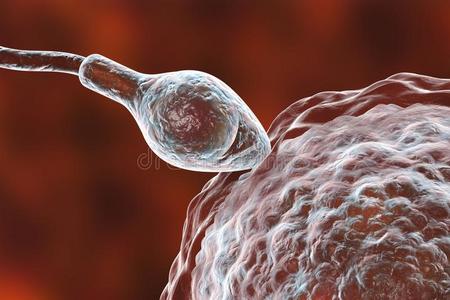 施肥关于人鸡蛋细胞在旁边精子