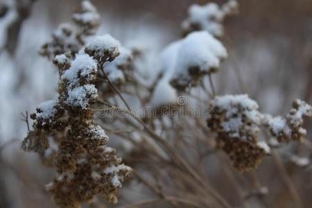 干的干燥的植物采用指已提到的人雪