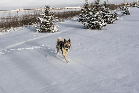 嗓子哑的狗跑通过雪后的暴风雪.西伯利亚的嗓子哑的采用Senegal塞内加尔