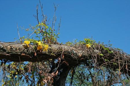 蔓生植物和明亮的黄色的花向死去的树树干