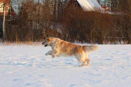 金色的寻猎物犬是（be的三单形式跑步.冬.