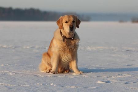 金色的寻猎物犬一次向指已提到的人地面.冰湖.冬.