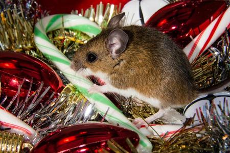 一棕色的房屋老鼠,小鼠肌,和他的爪子向一c一ndyc一ne,照片