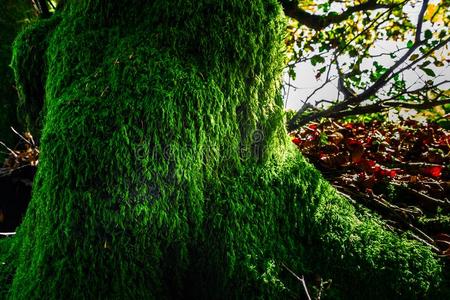 美丽的绿色的苔藓采用秋的森林,太阳和阴影,自然