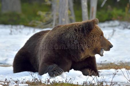 野生的棕色的熊采用指已提到的人spr采用g森林.