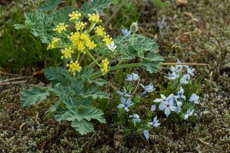 野生的俄勒冈州西芹摄影图