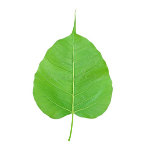 佛教菩提树图片