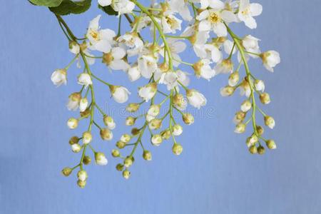 鸟-樱桃树枝和白色的花.蓝色背景.