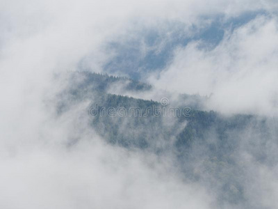 卡帕坦山雾和薄雾在指已提到的人松树森林