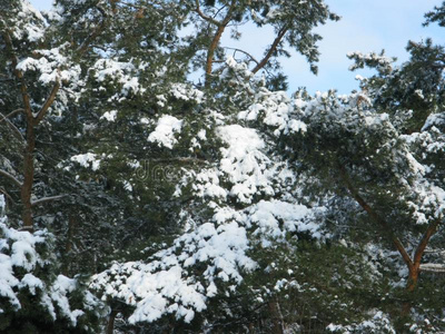 白色的雪向一绿色的松树树