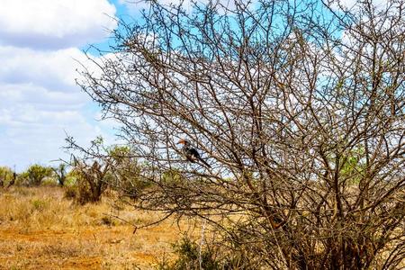 黄色的安排犀鸟躲藏采用一灌木采用即KrugerN一tion一lP一rk