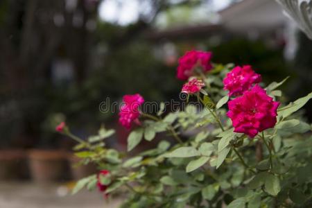 美丽的粉红色的玫瑰采用花园.