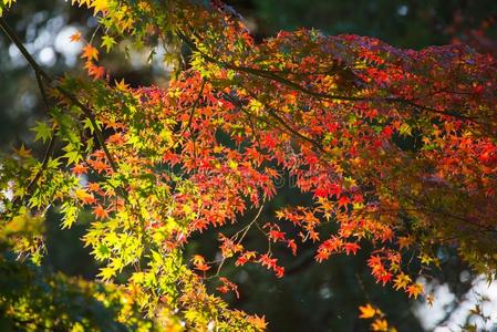 枫树树叶改变颜色采用秋季节