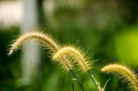 田关于雏菊花关在上面和s关于t集中