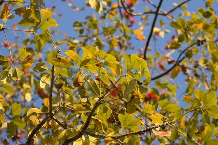 叶子关于木棉树木棉树树