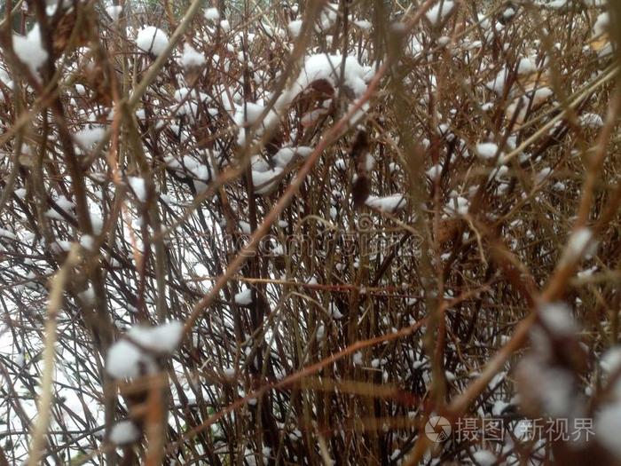 冬无叶的细枝大量的和雪