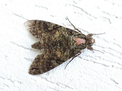 昆虫和飞蛾图片